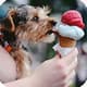 Dog licking ice cream cone